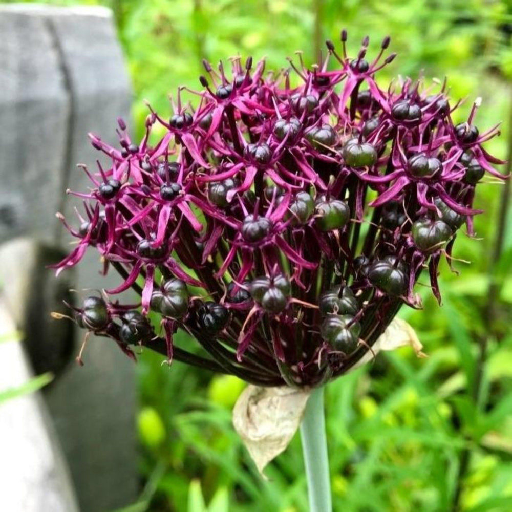 Allium atropurpureum vendor-unknown