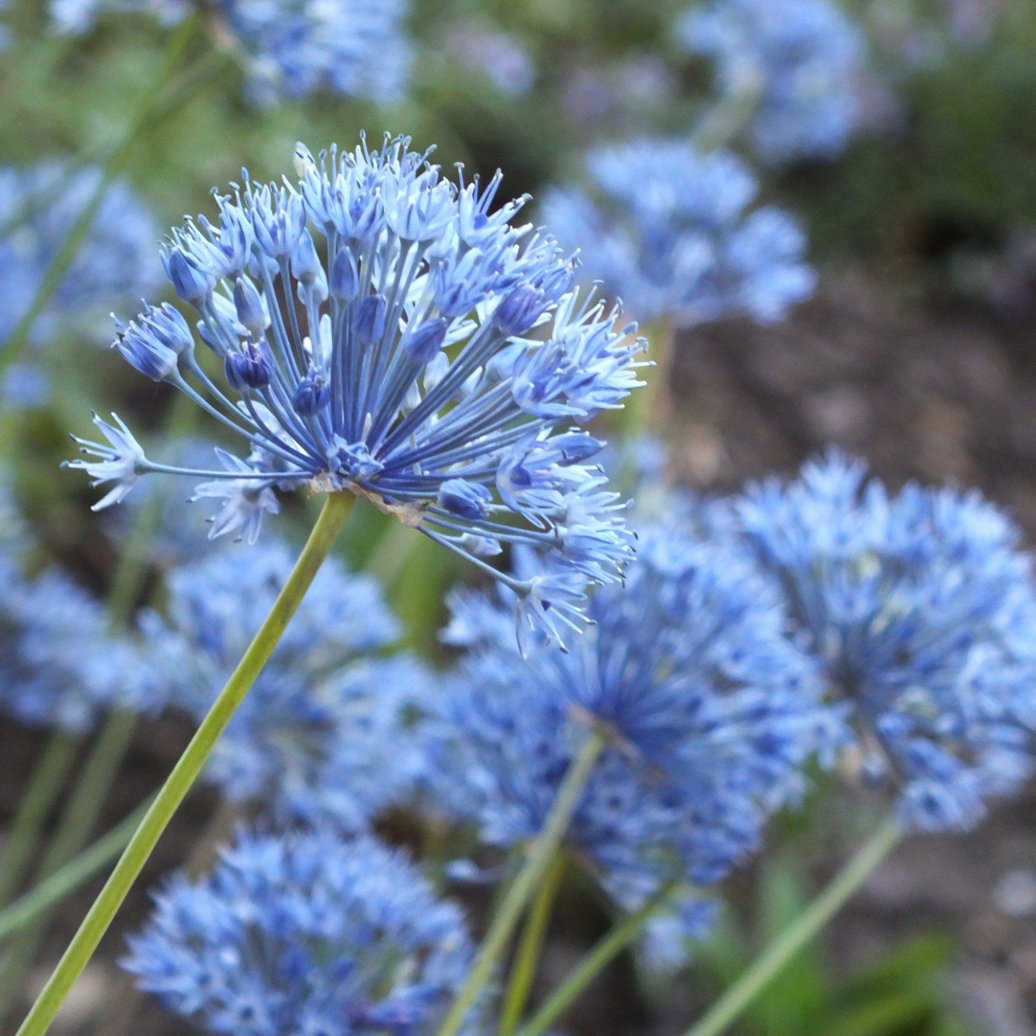 Allium azureum vendor-unknown