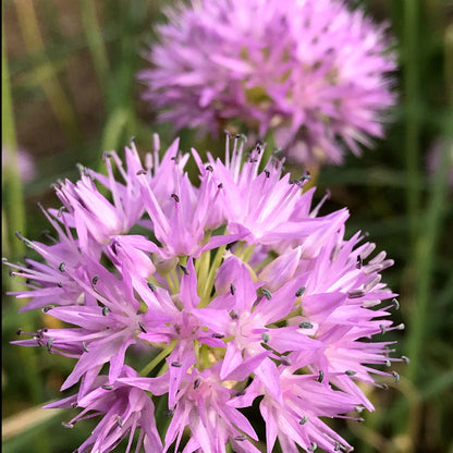 Allium carolinianum &quot;Rosy Beauty&quot; vendor-unknown