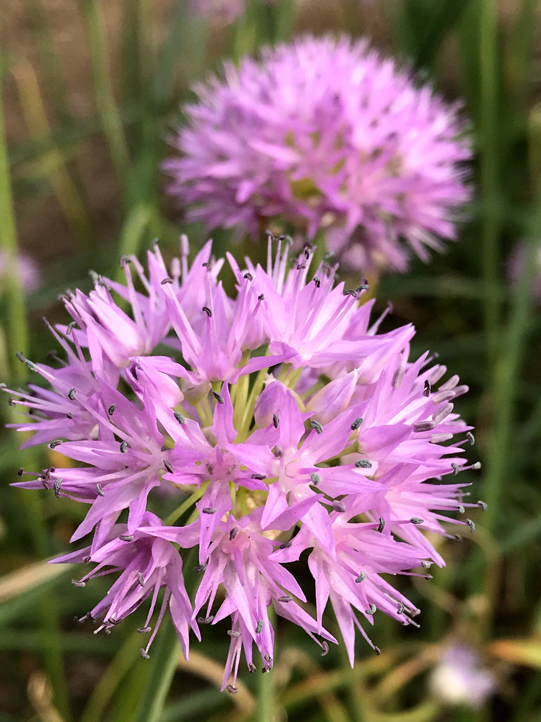 Allium carolinianum &quot;Rosy Beauty&quot; vendor-unknown