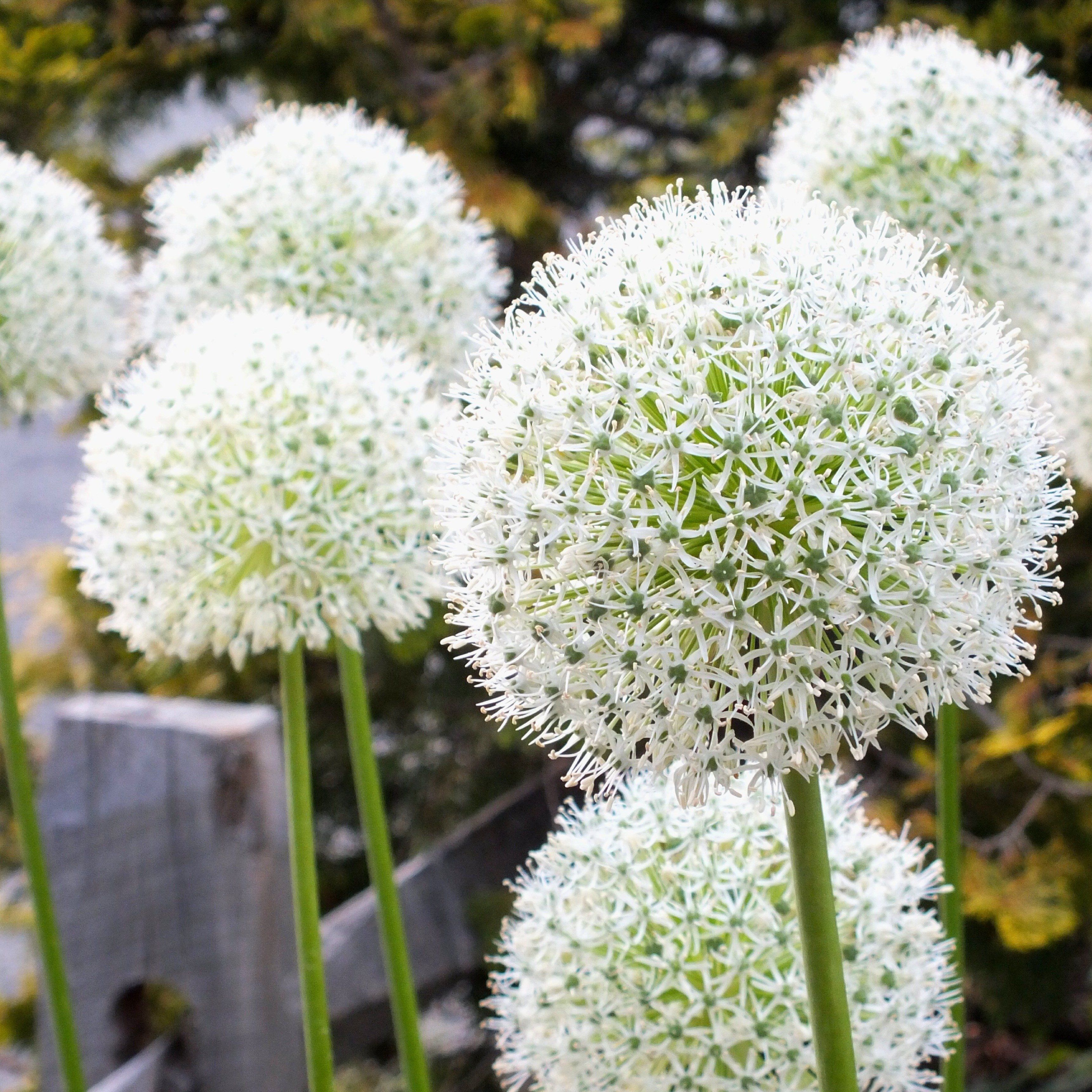 Allium stipitatum &quot;White Giant&quot; vendor-unknown