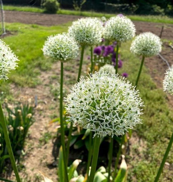 Allium stipitatum "White Giant" vendor-unknown