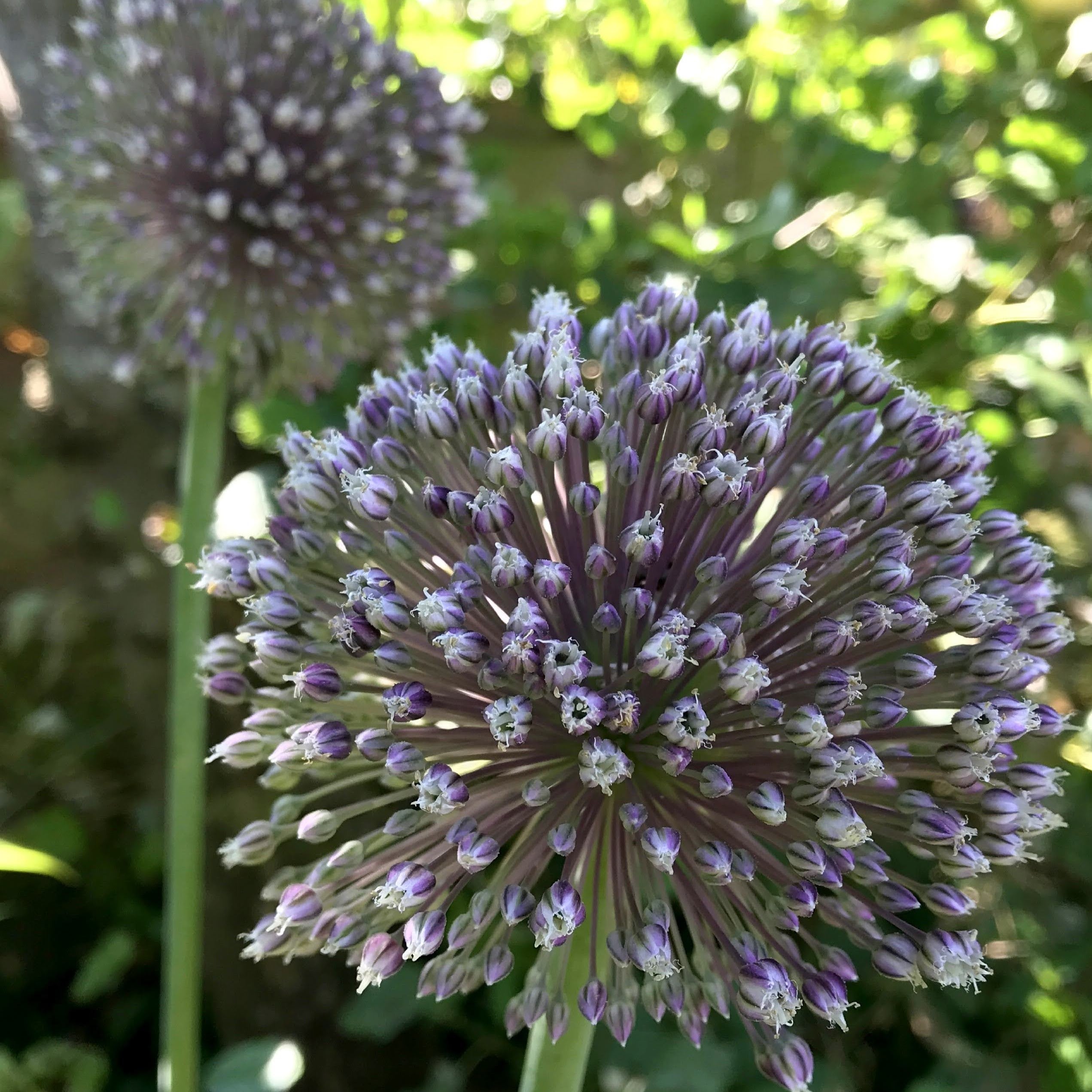 Allium &