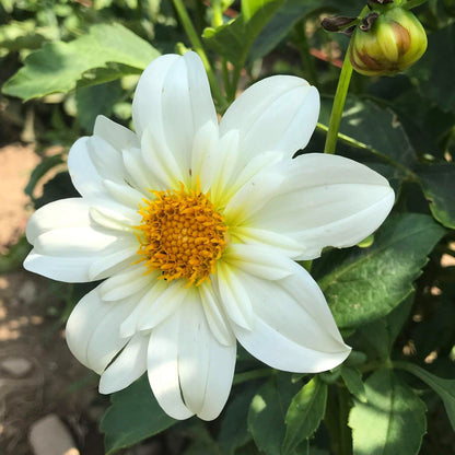 Alpen Cherub Dahlia Tuber vendor-unknown