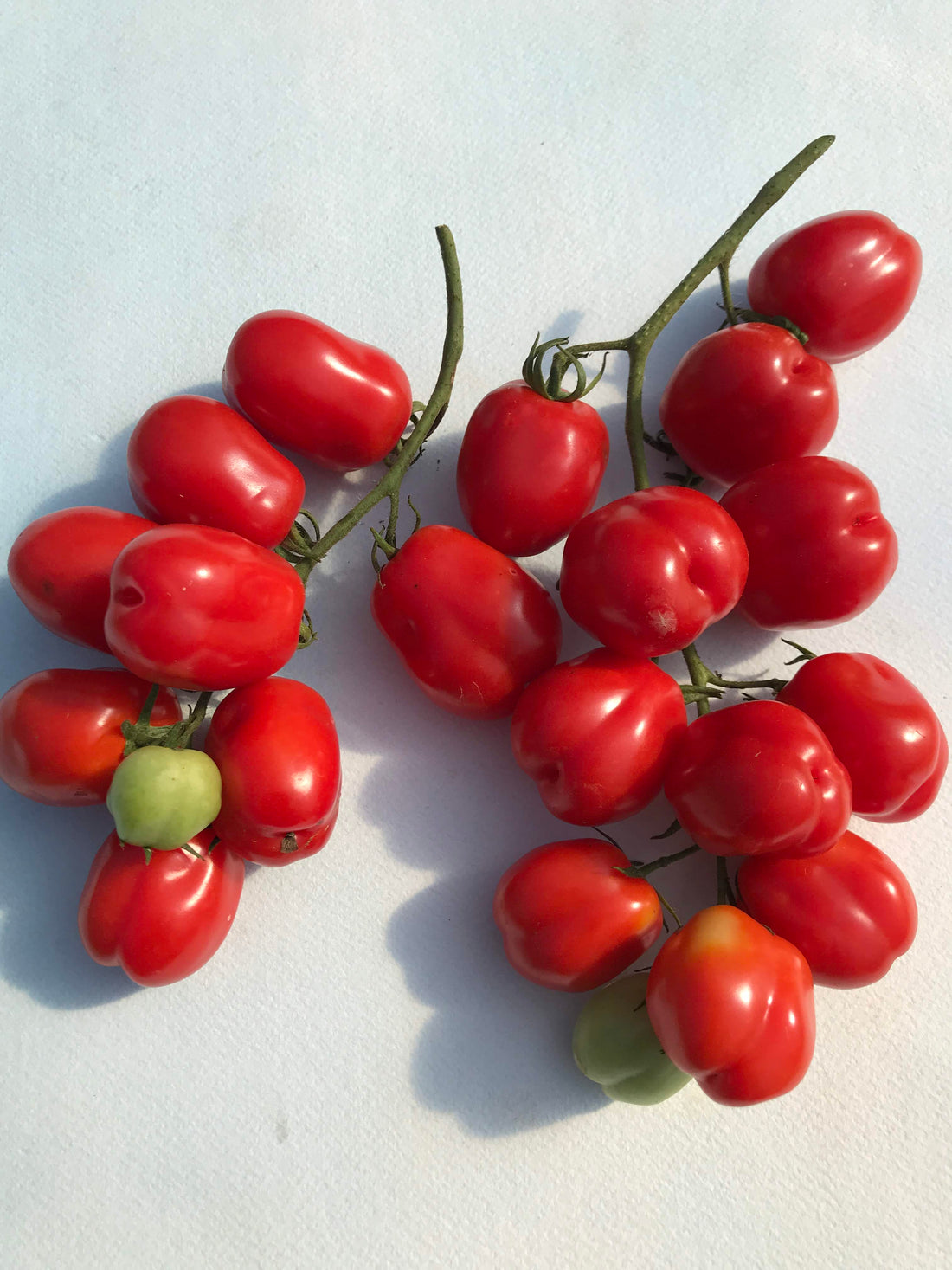 Aosta Valley Select Tomato