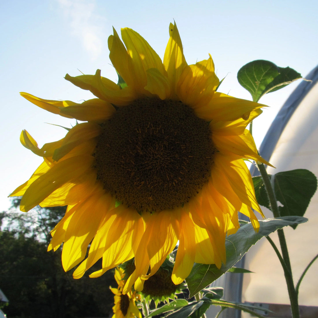 Arikara Sunflower vendor-unknown