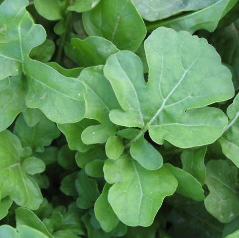 Arugula