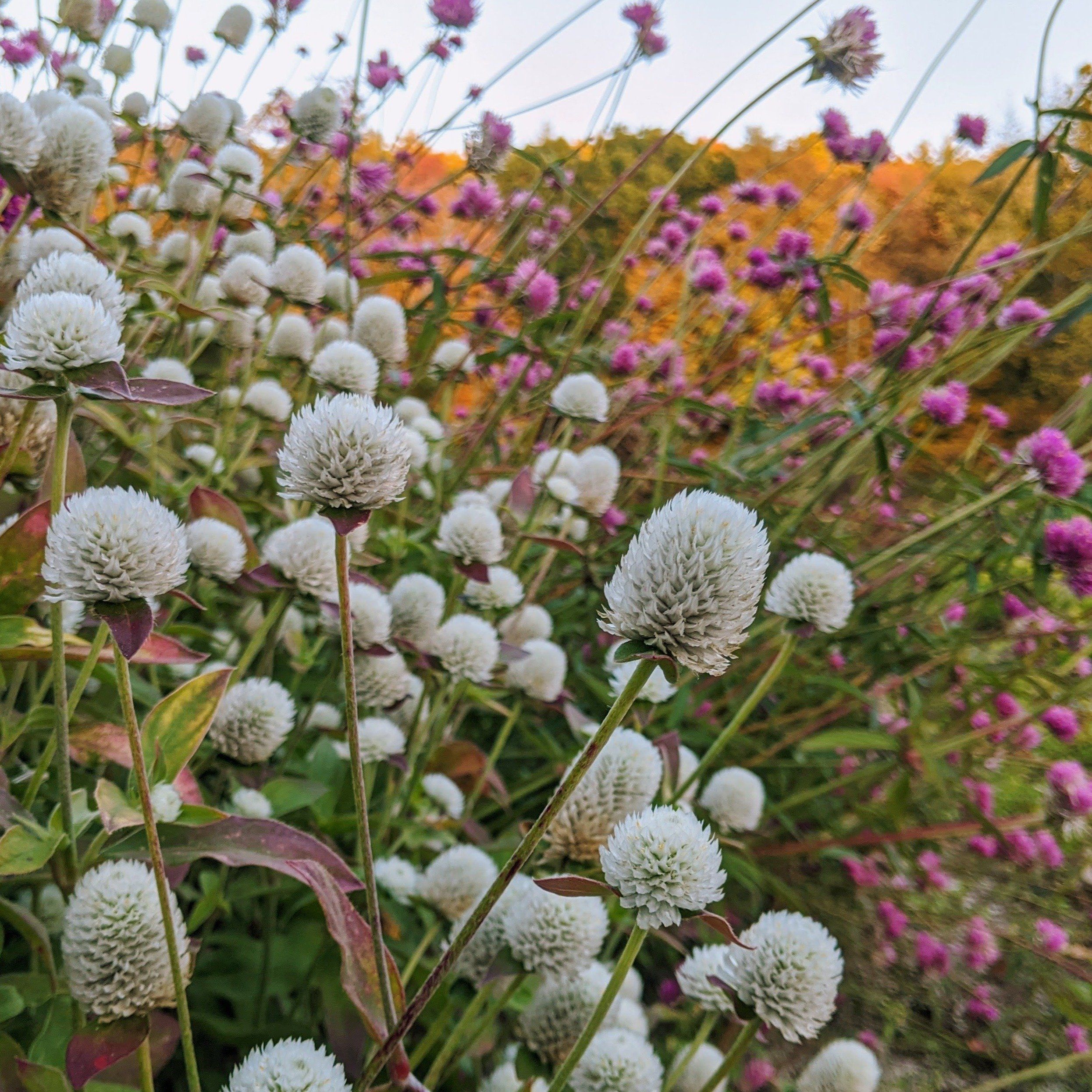 Audray White Gomphrena vendor-unknown