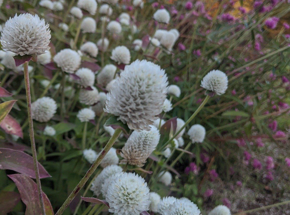 Audray White Gomphrena vendor-unknown