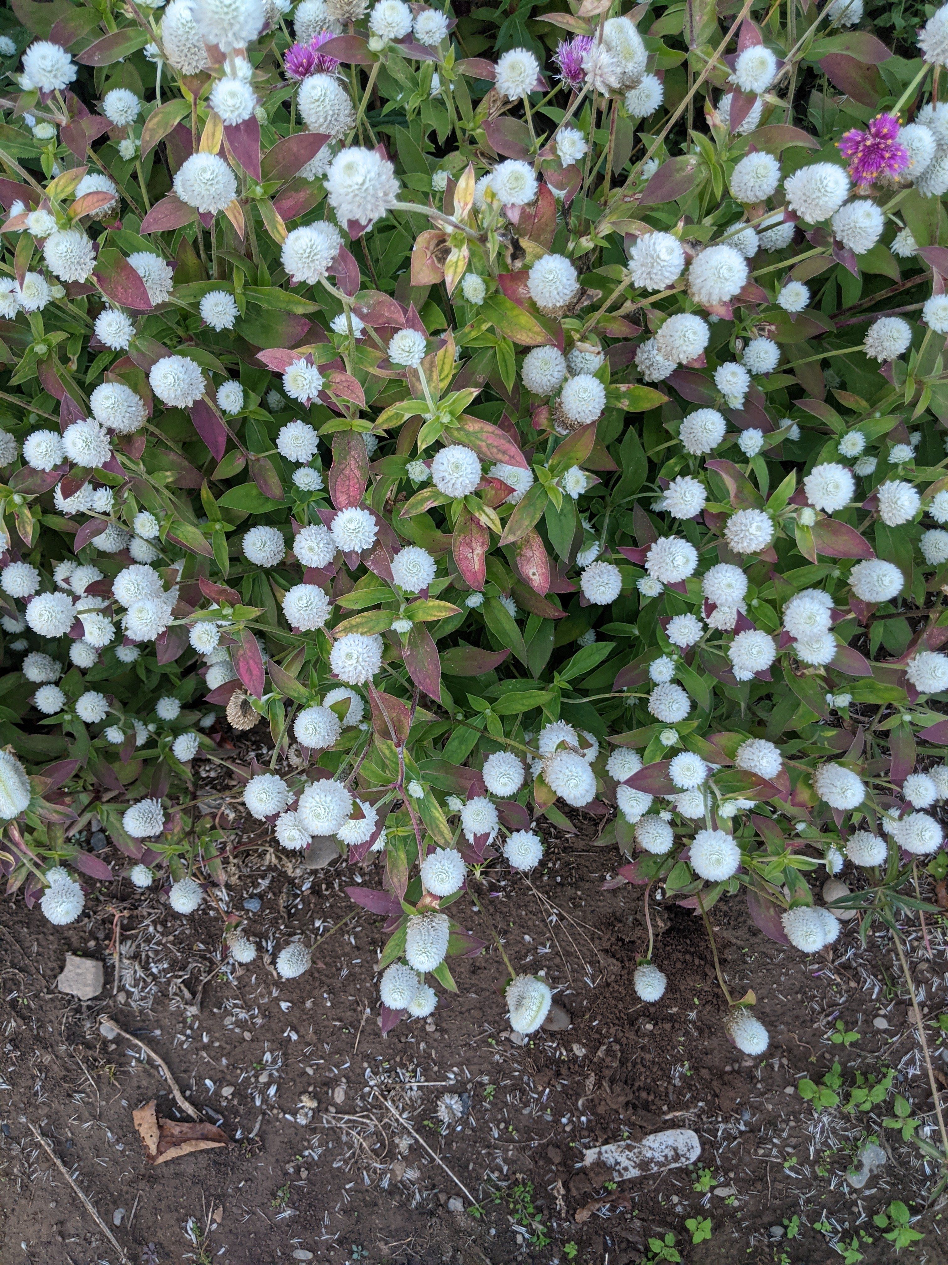 Audray White Gomphrena vendor-unknown