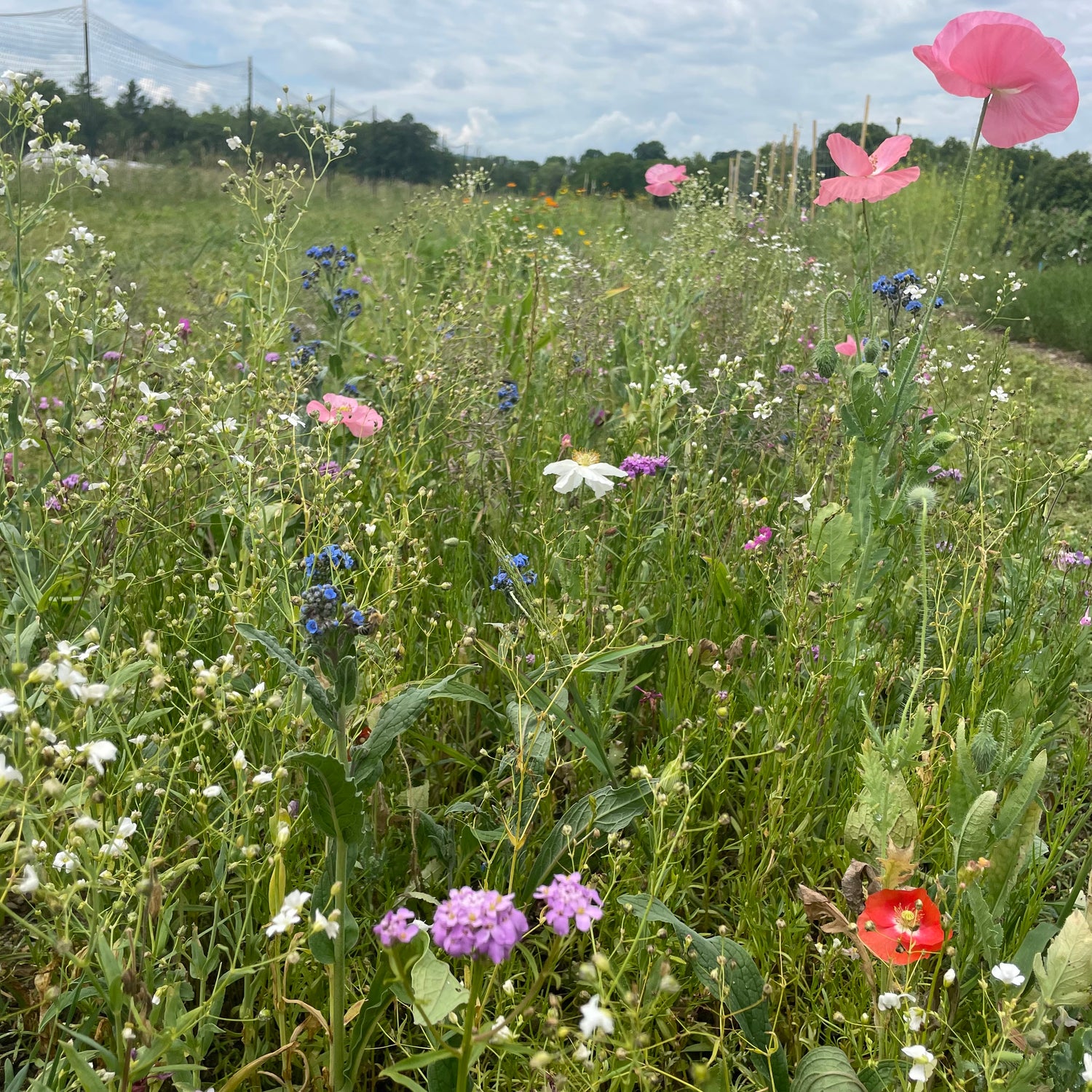 Shady Meadow Mix