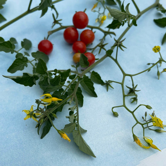 Sweet Pea Currant Tomato