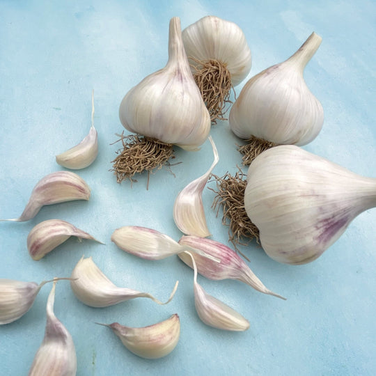 Early Red Italian Softneck Garlic