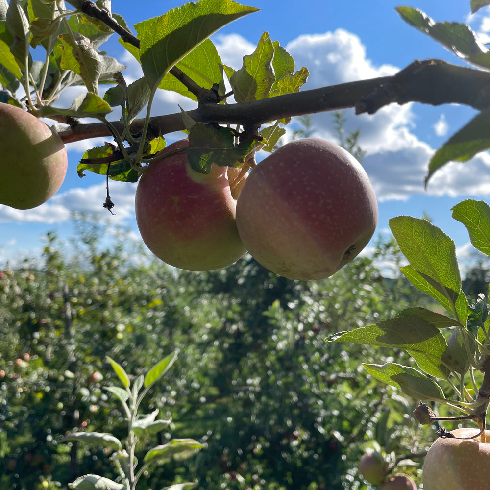 Esopus Spitzenberg Apple Tree Organic – Hudson Valley Seed Company