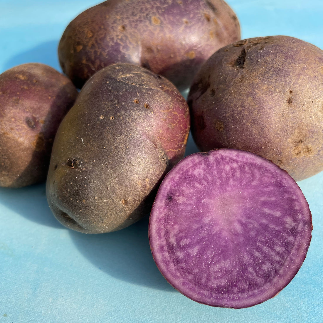 Adirondack Blue Potato