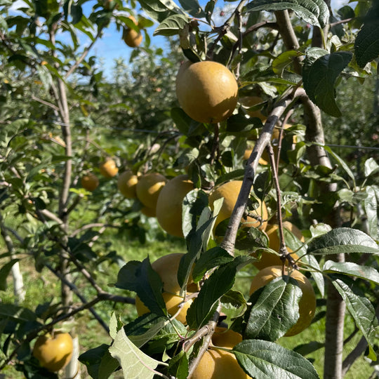 Hudson's Golden Gem Apple Tree