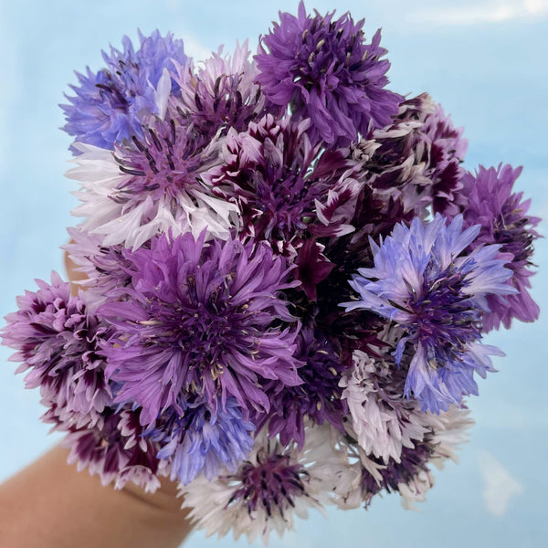 Ahh Brief with Scallop Trim 4247 - Purple Sapphire – Purple Cactus