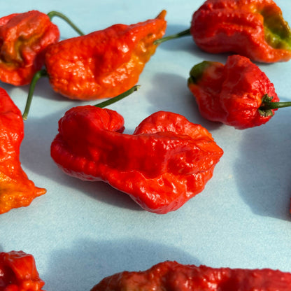 Ghost Pepper Seedlings