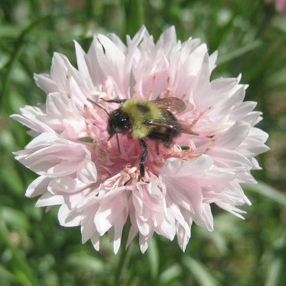 Bachelor Button Polka Dot Mix vendor-unknown