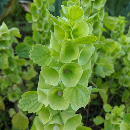 Bells of Ireland, Pixie vendor-unknown