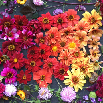 Cactus &amp; Waterlily Dahlias