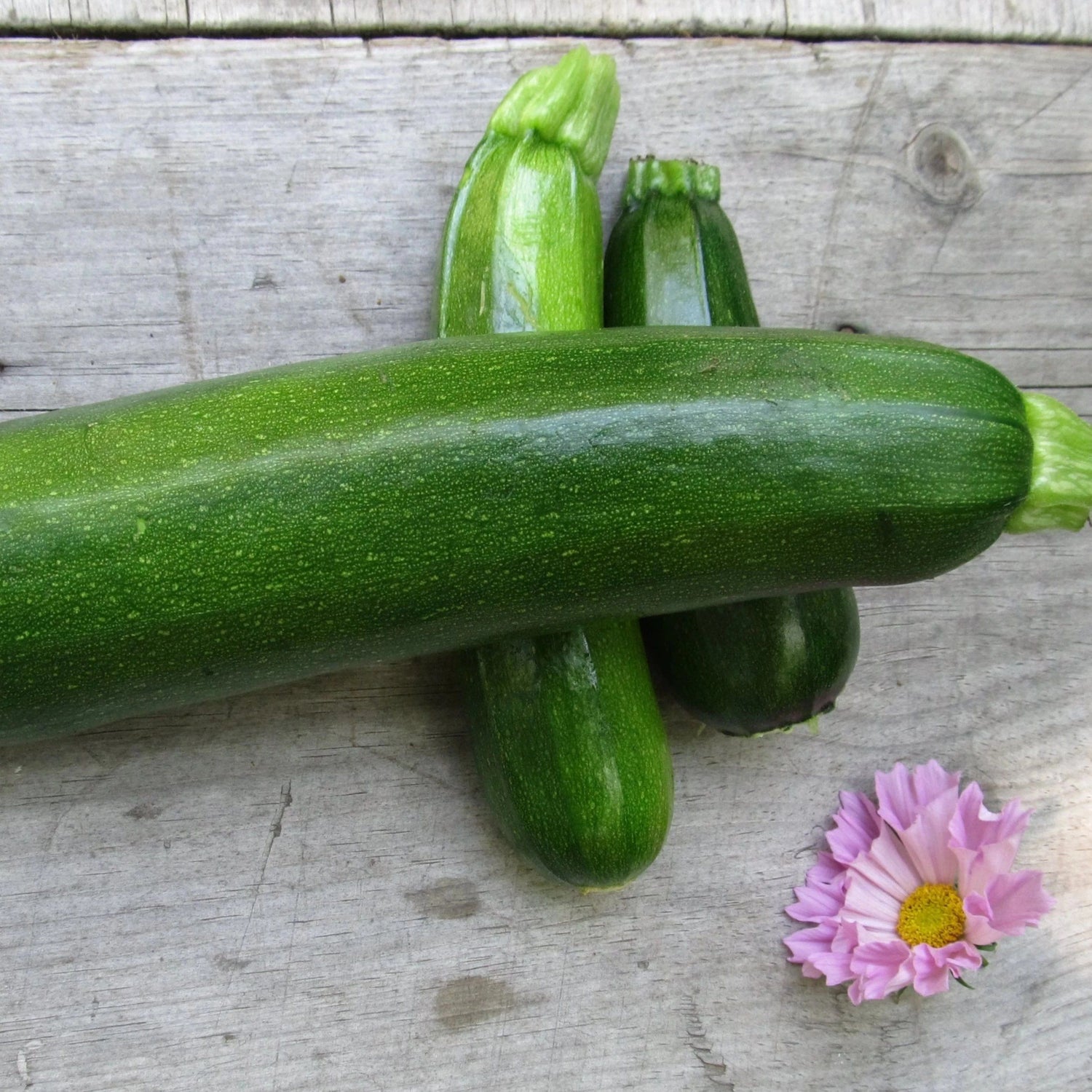 Black Beauty Zucchini vendor-unknown