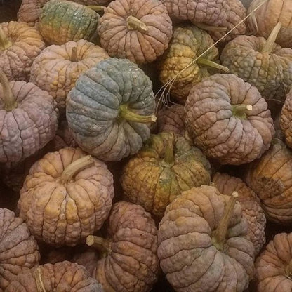 Black Futsu Squash vendor-unknown