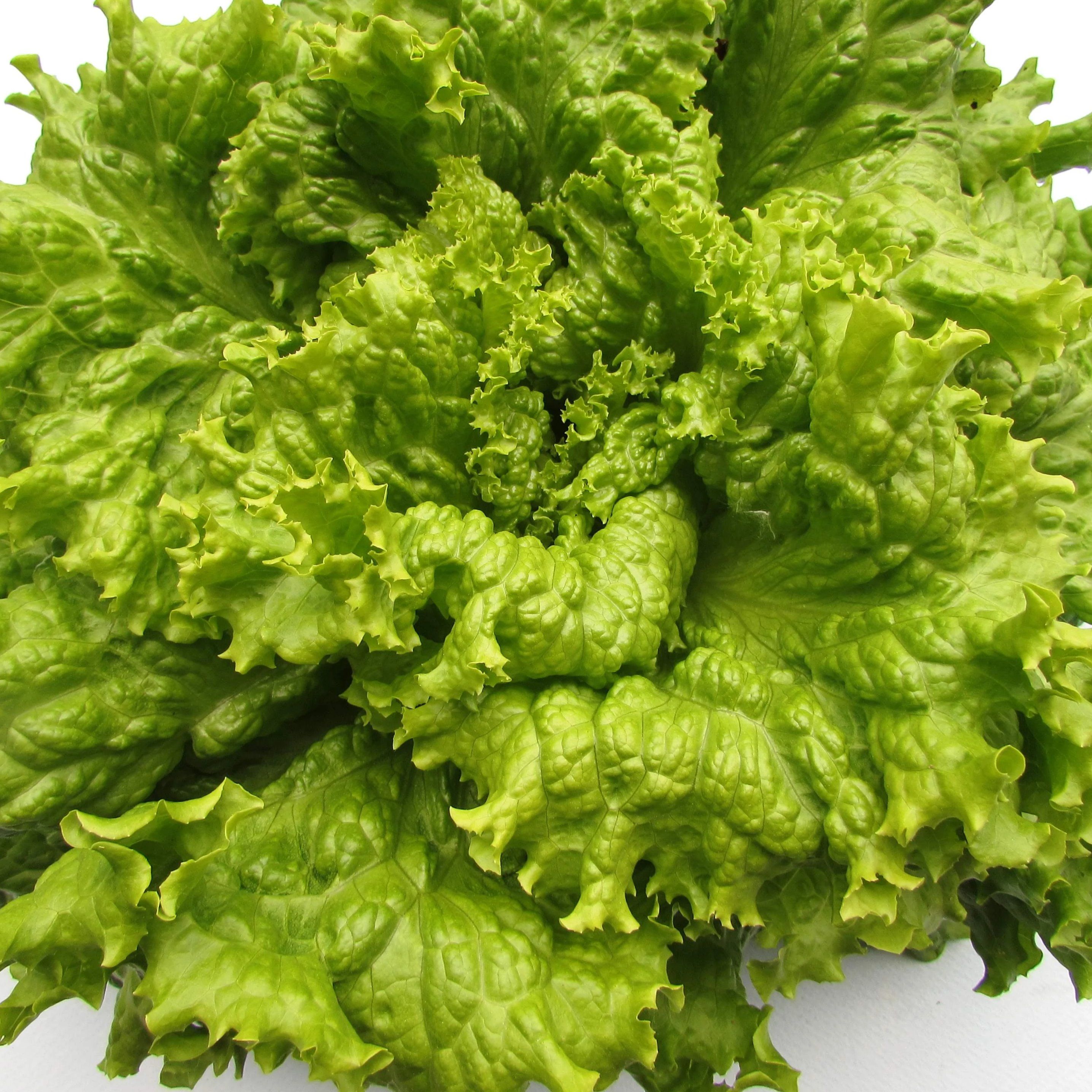 Black Seeded Simpson Lettuce vendor-unknown