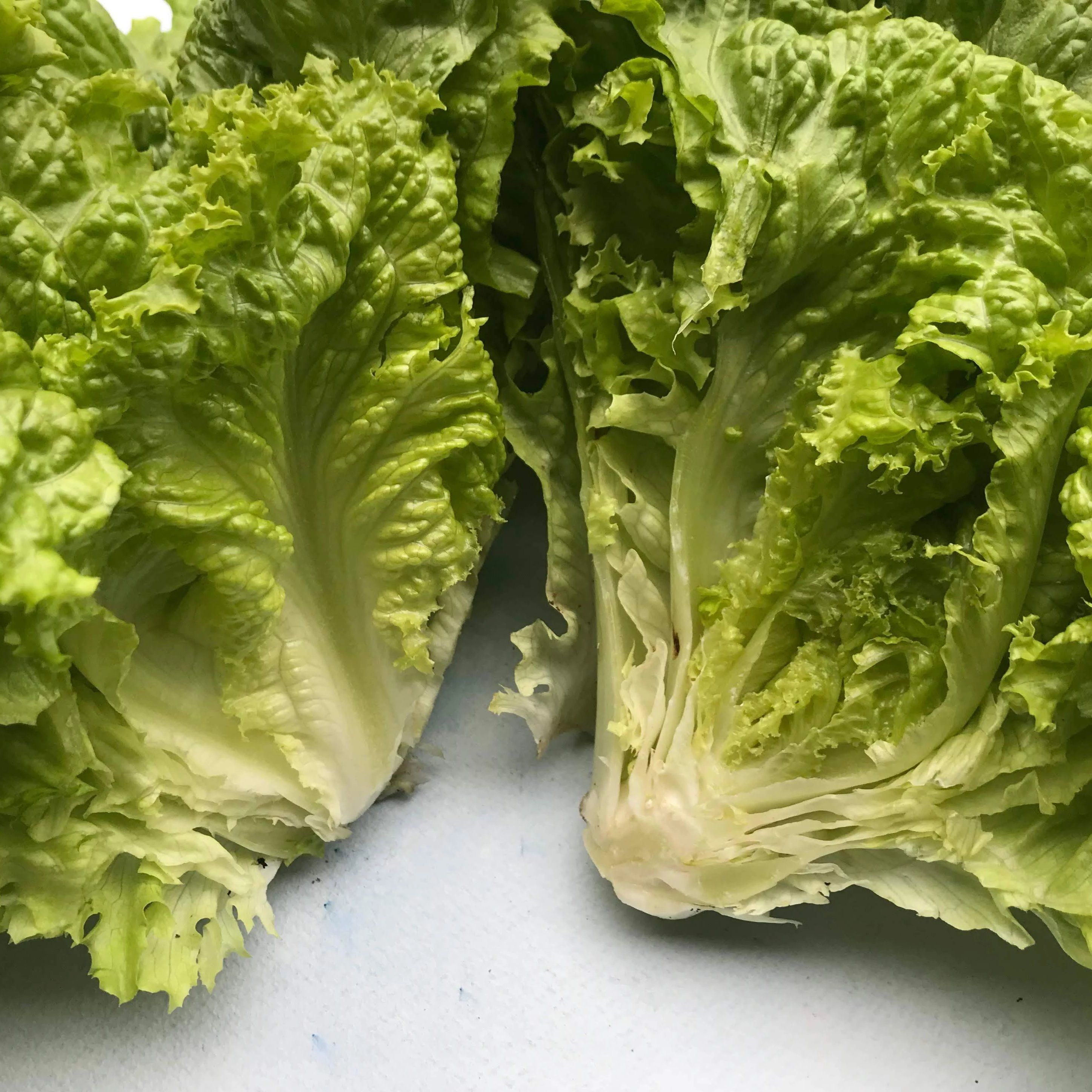 Black Seeded Simpson Lettuce vendor-unknown