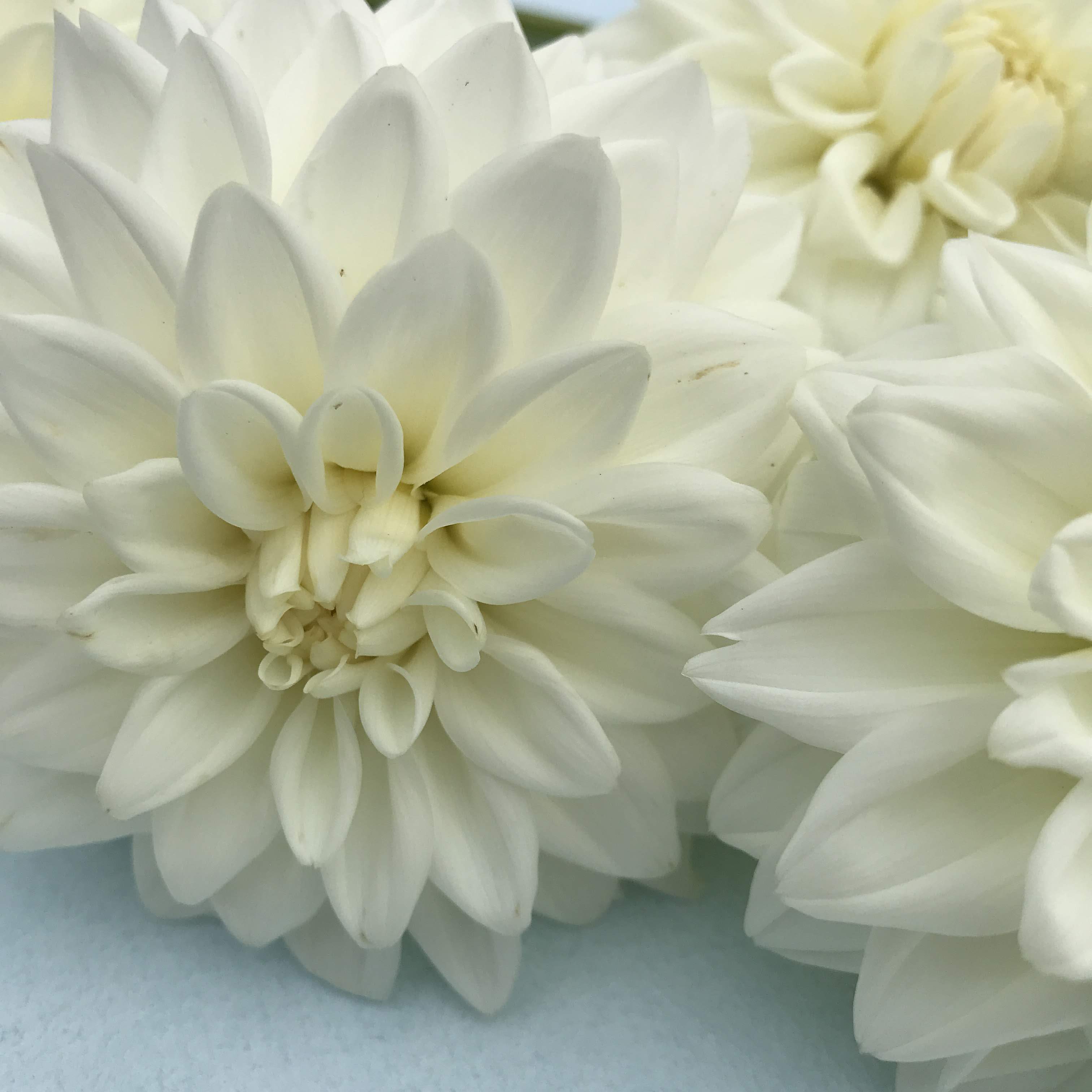 Blizzard Dahlia Tuber vendor-unknown