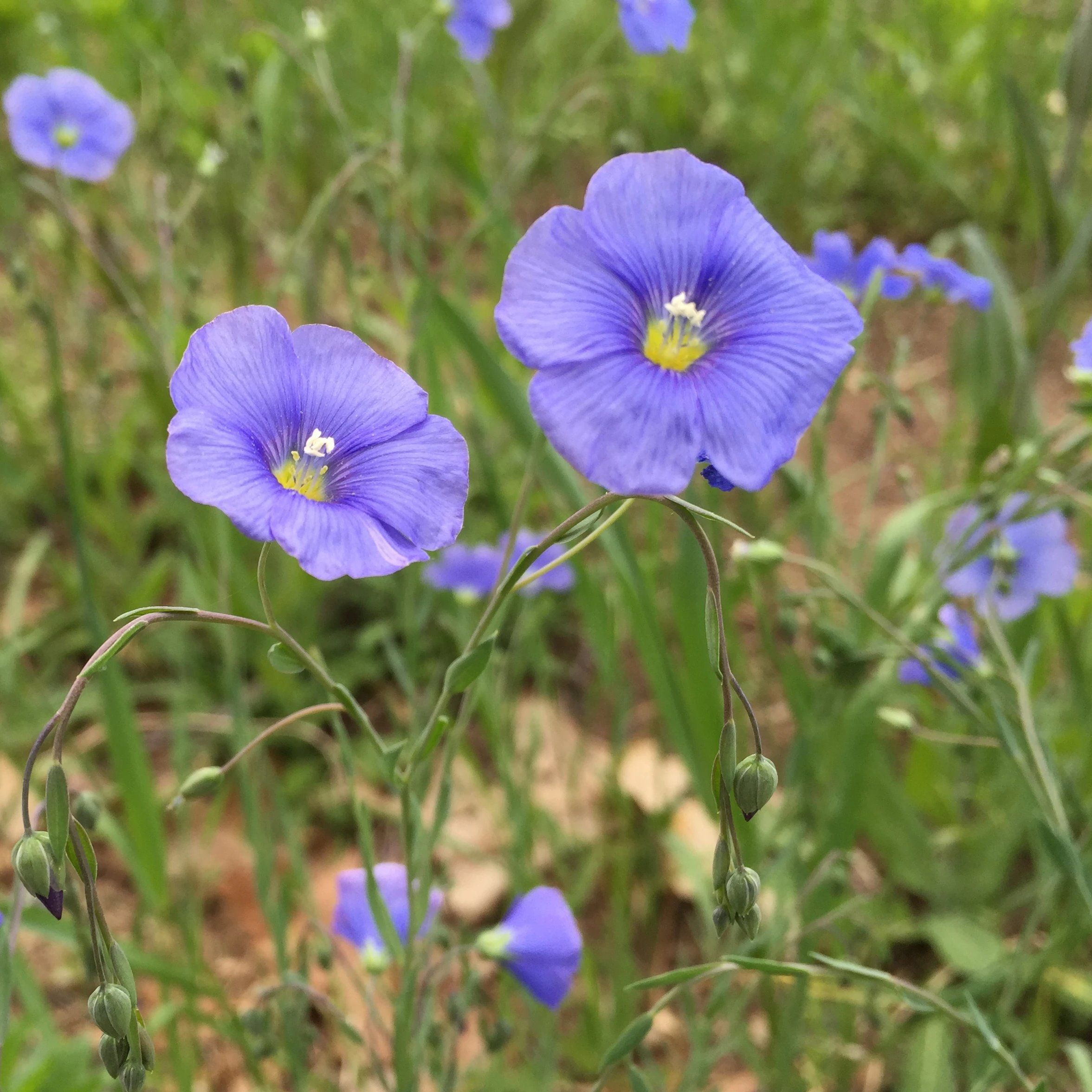 Blue Flax vendor-unknown