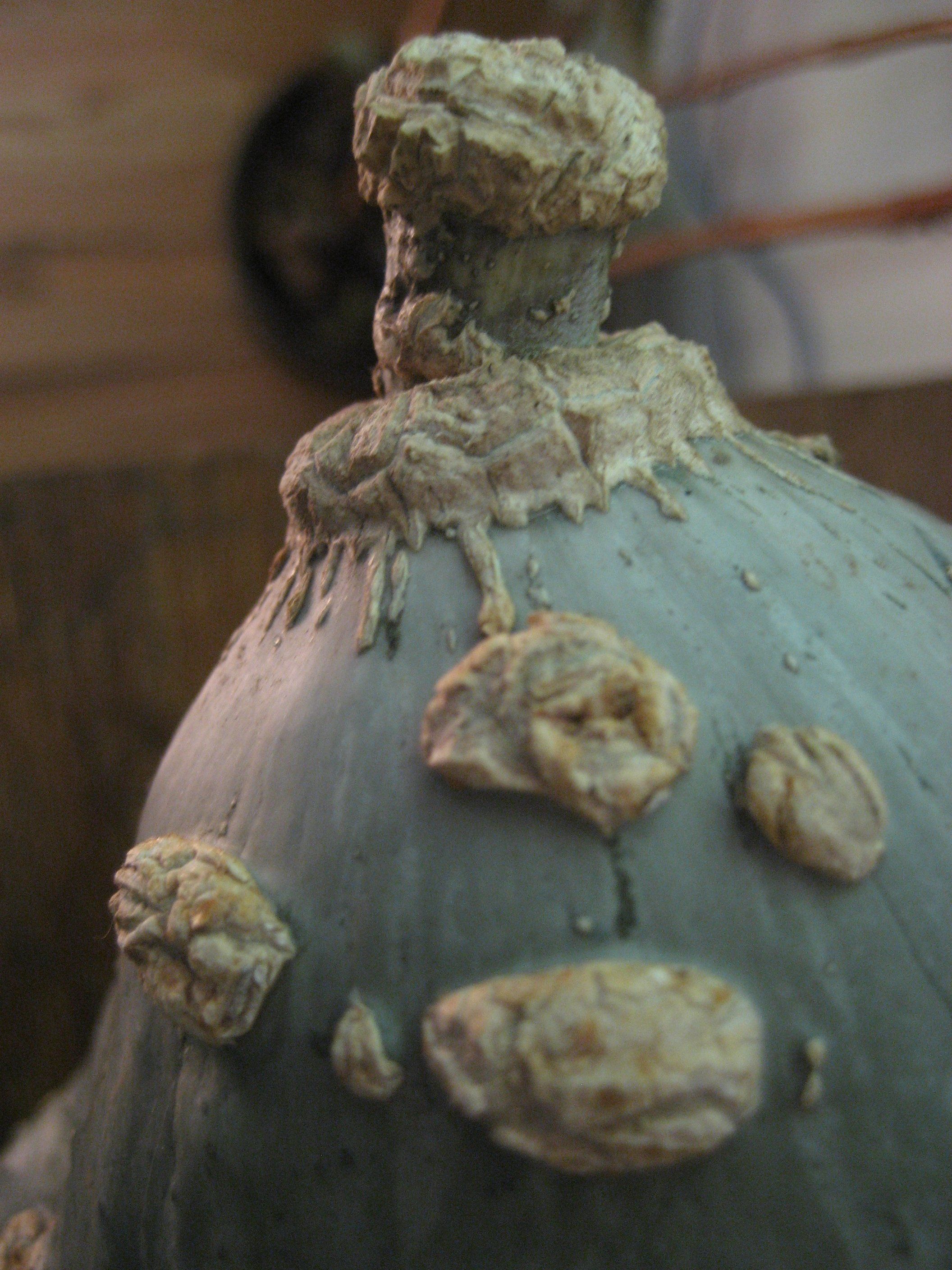 Blue Hubbard Squash vendor-unknown