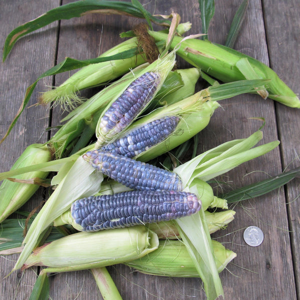 If I harvest the sweet corn from the plant, is the plant dead or will it  grow corn again? - Quora
