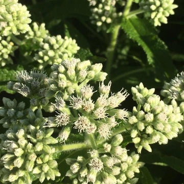 Boneset