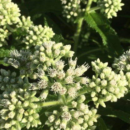 Boneset vendor-unknown