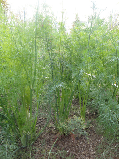 Bouquet Dill vendor-unknown