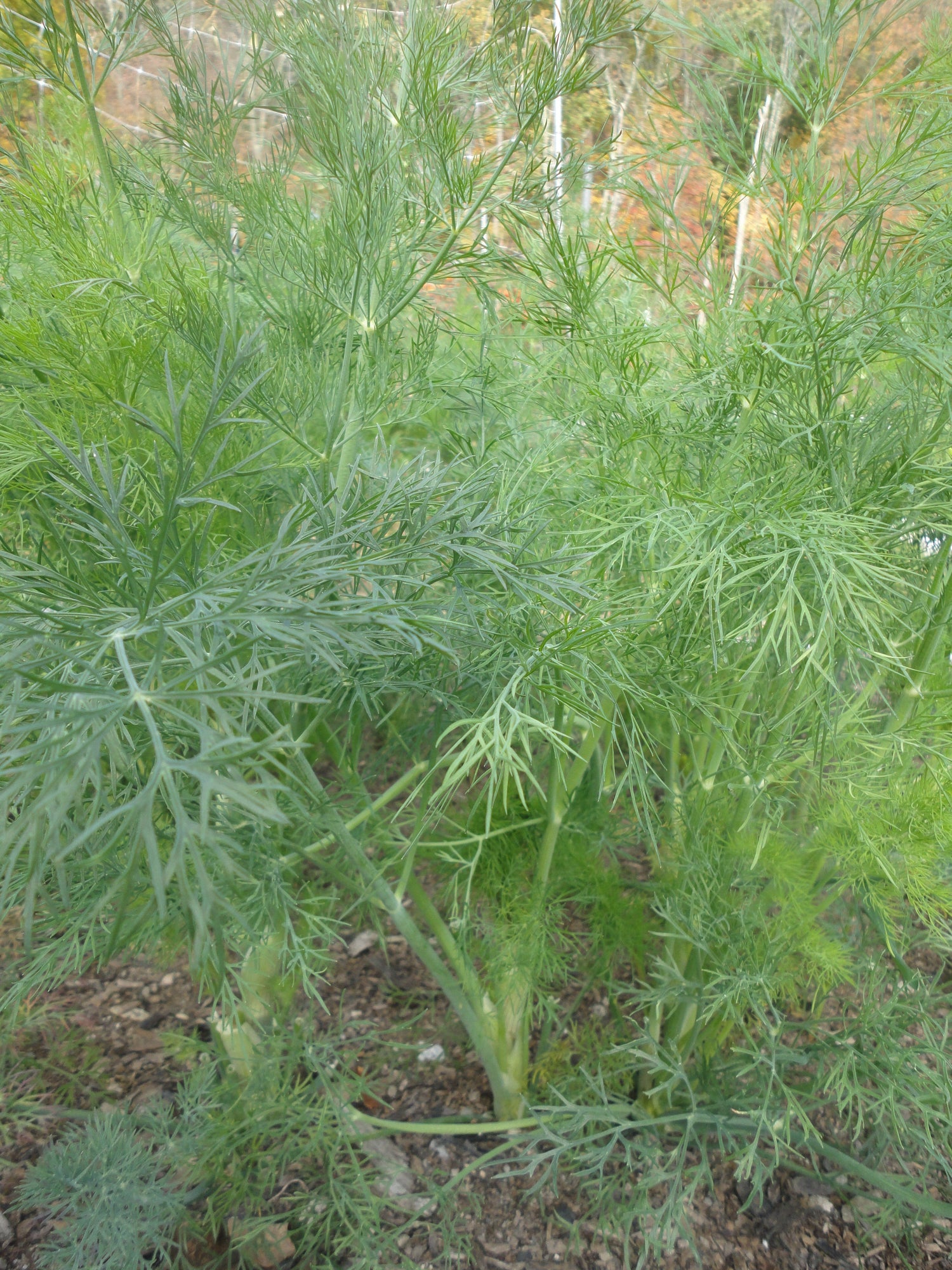 Bouquet Dill vendor-unknown