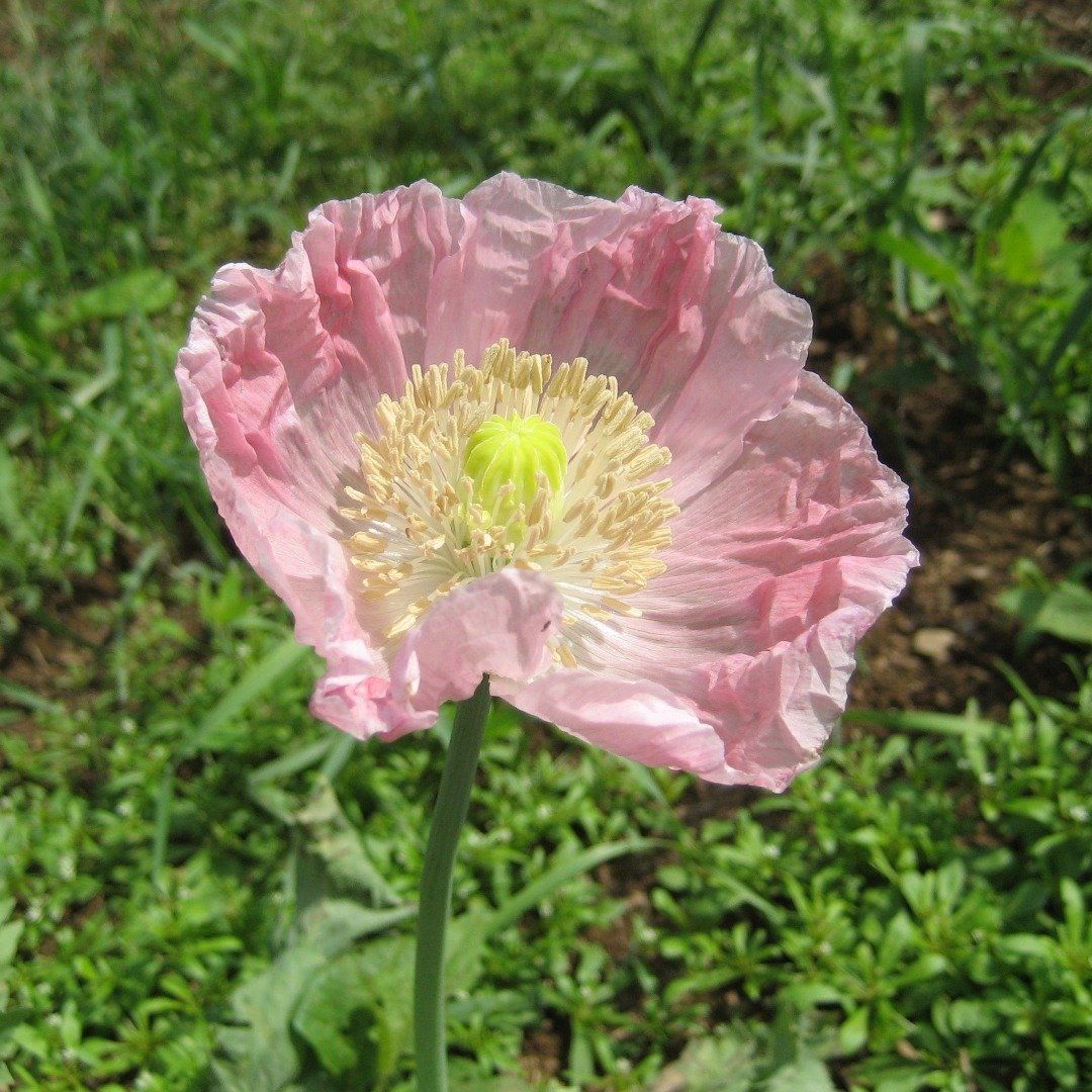 Breadseed Poppy Mix vendor-unknown