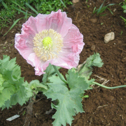 Breadseed Poppy Mix vendor-unknown