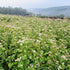 Buckwheat Cover Crop Seed vendor-unknown