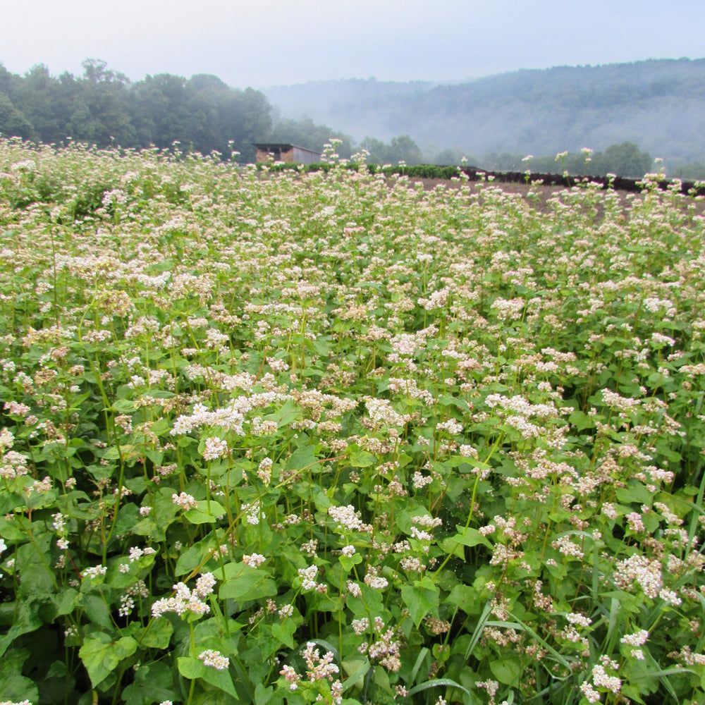 Buckwheat Cover Crop Seed vendor-unknown