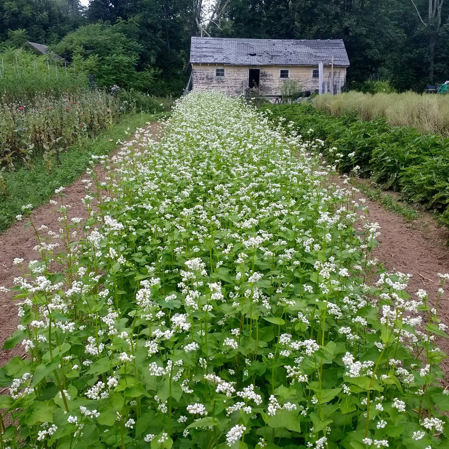 Buckwheat Cover Crop Seed vendor-unknown