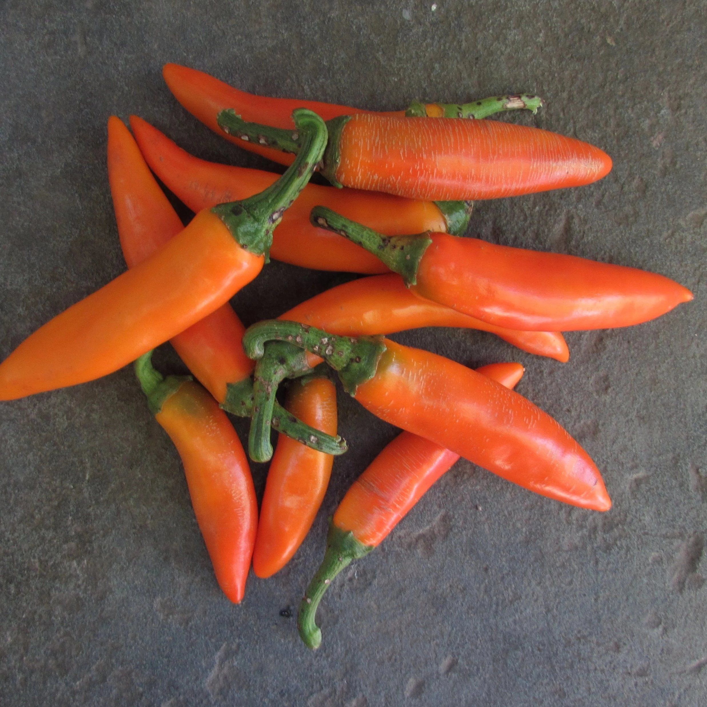 Bulgarian Carrot Chile Pepper vendor-unknown