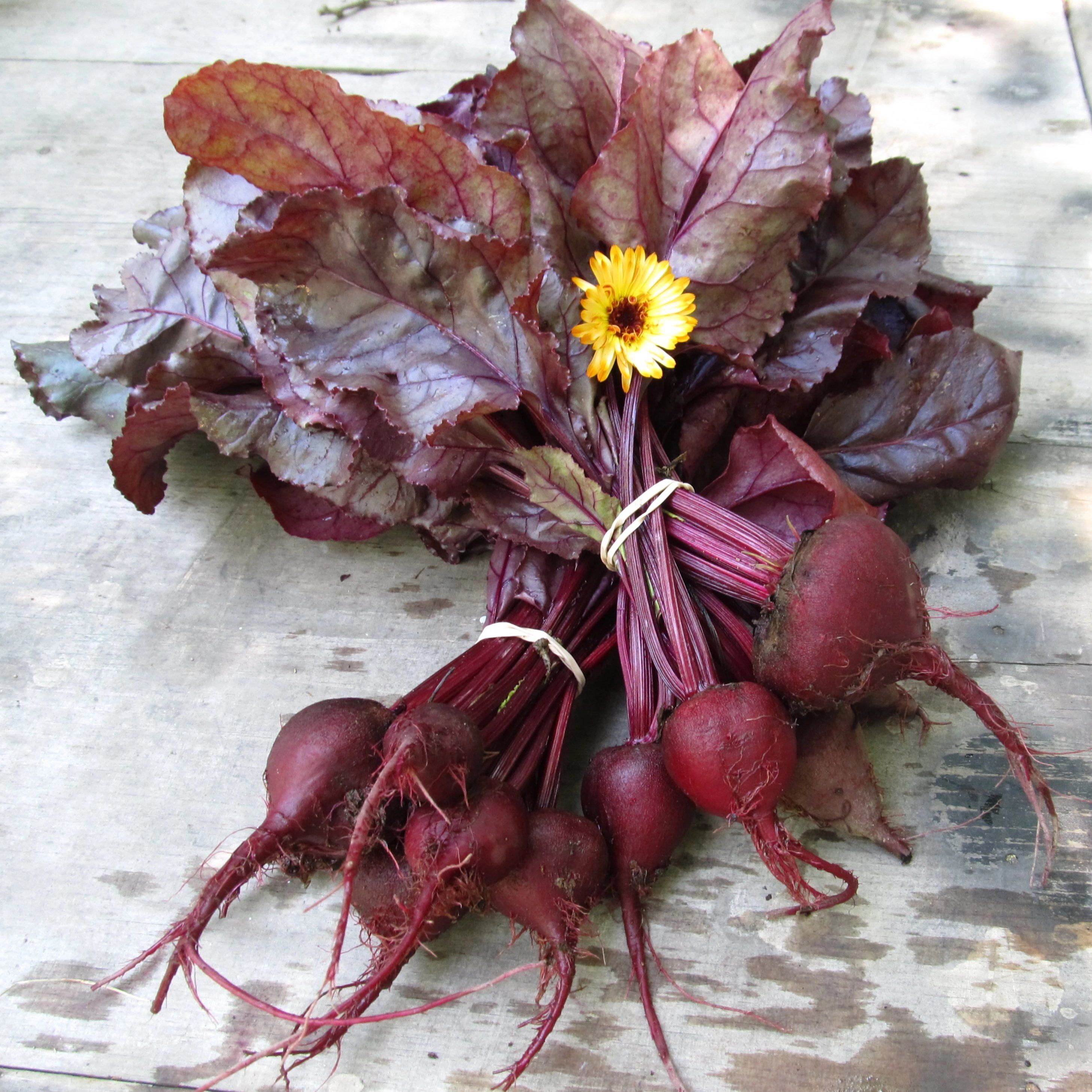 Bulls Blood Beet vendor-unknown