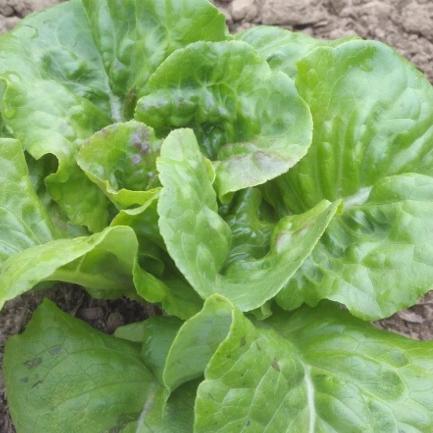 Buttercrunch Bibb Lettuce vendor-unknown