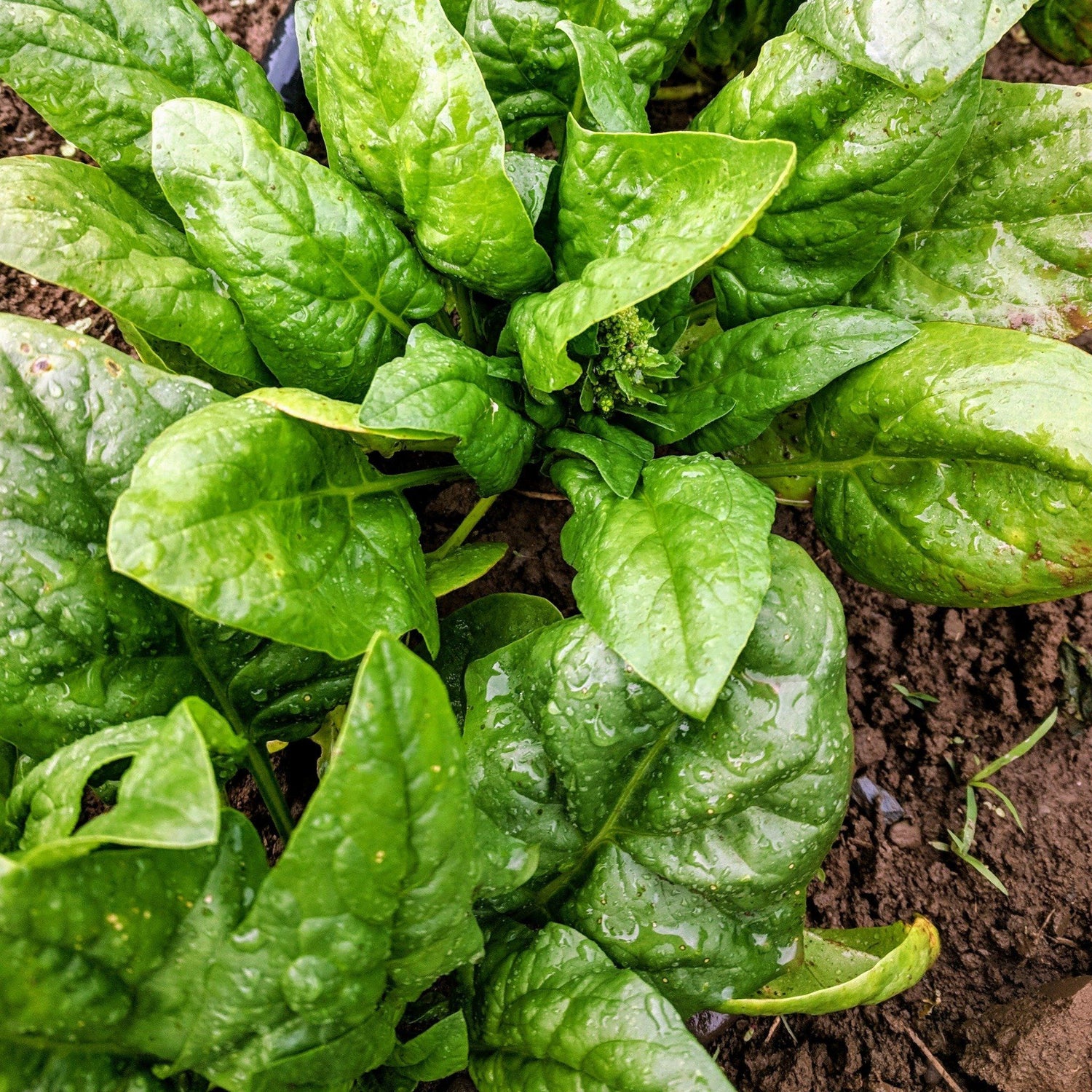 Butterflay Spinach vendor-unknown