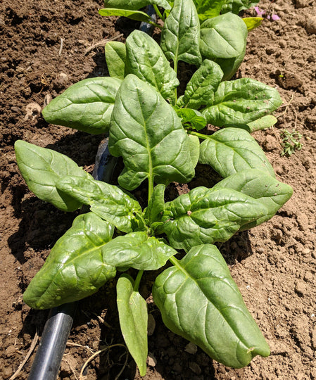 Butterflay Spinach