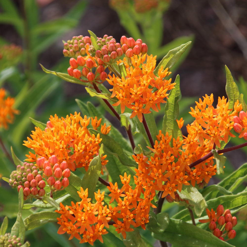 Butterfly Weed vendor-unknown