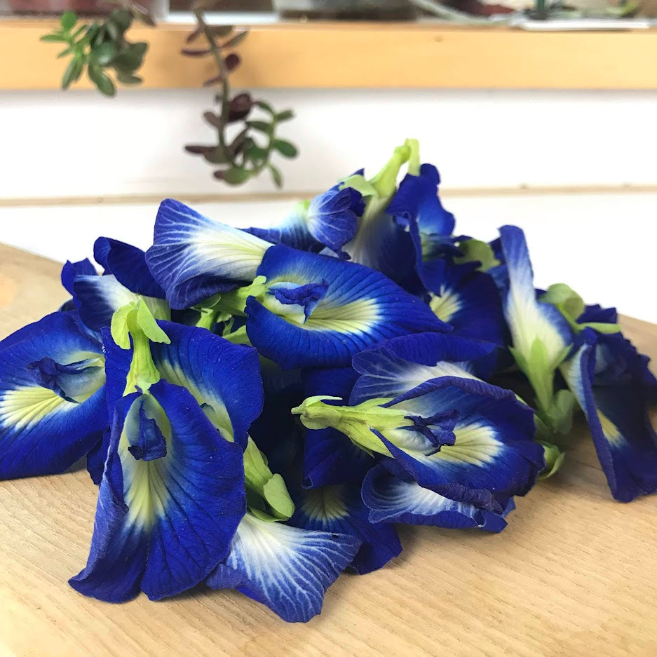 Butterfly Pea