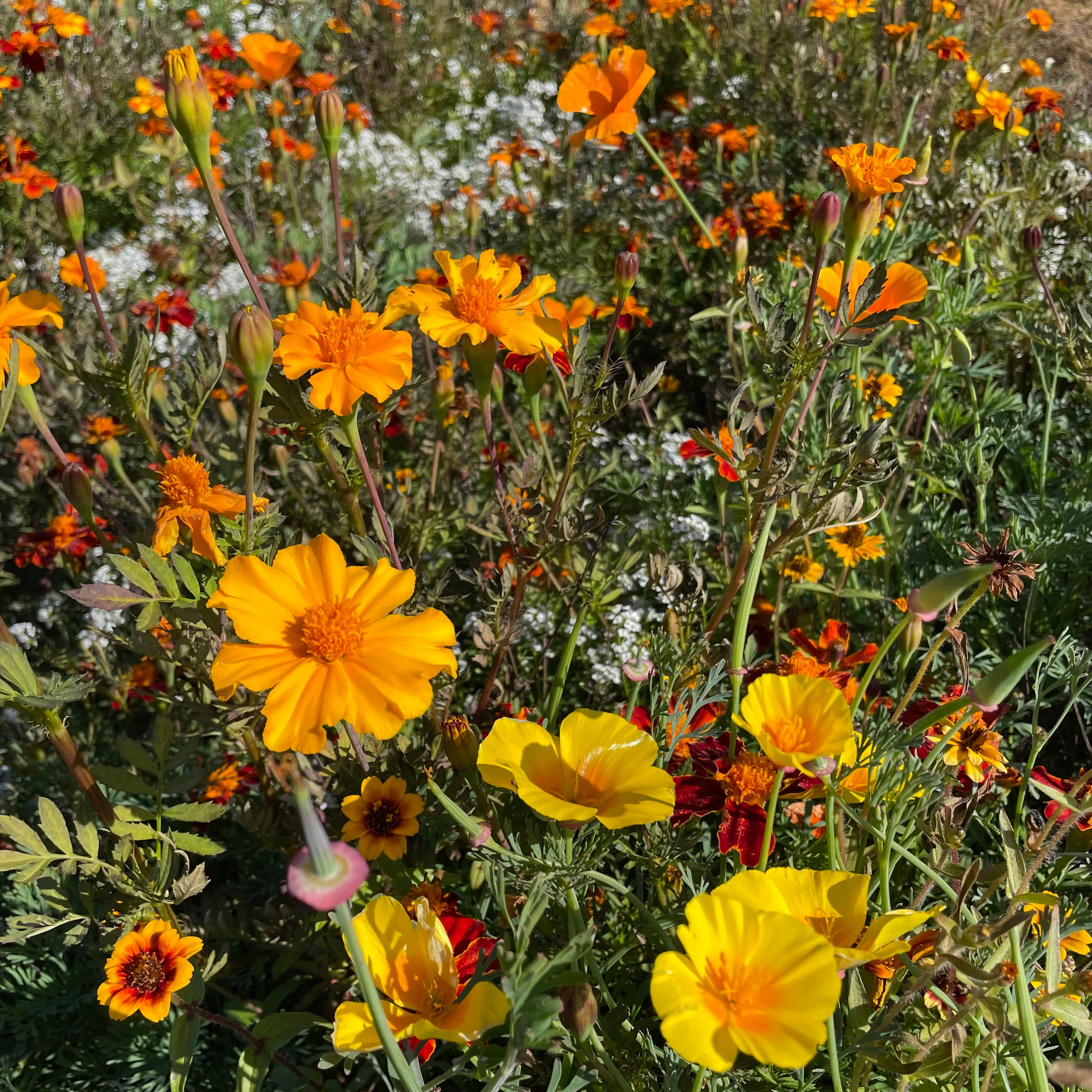 Colorscape Garden Flower Mix